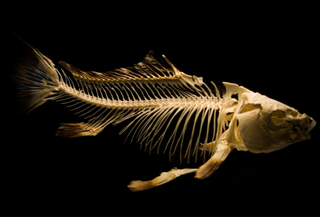 Curso Online Zoologia de Invertebrados e Vertebrados